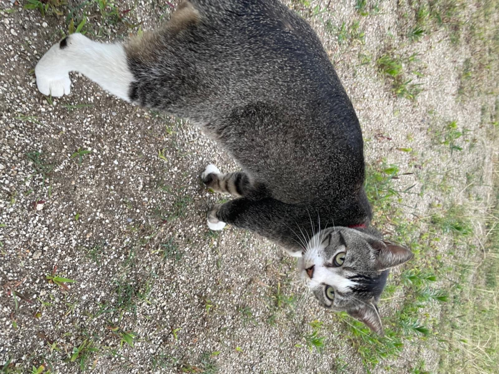 目撃された猫 目撃された猫