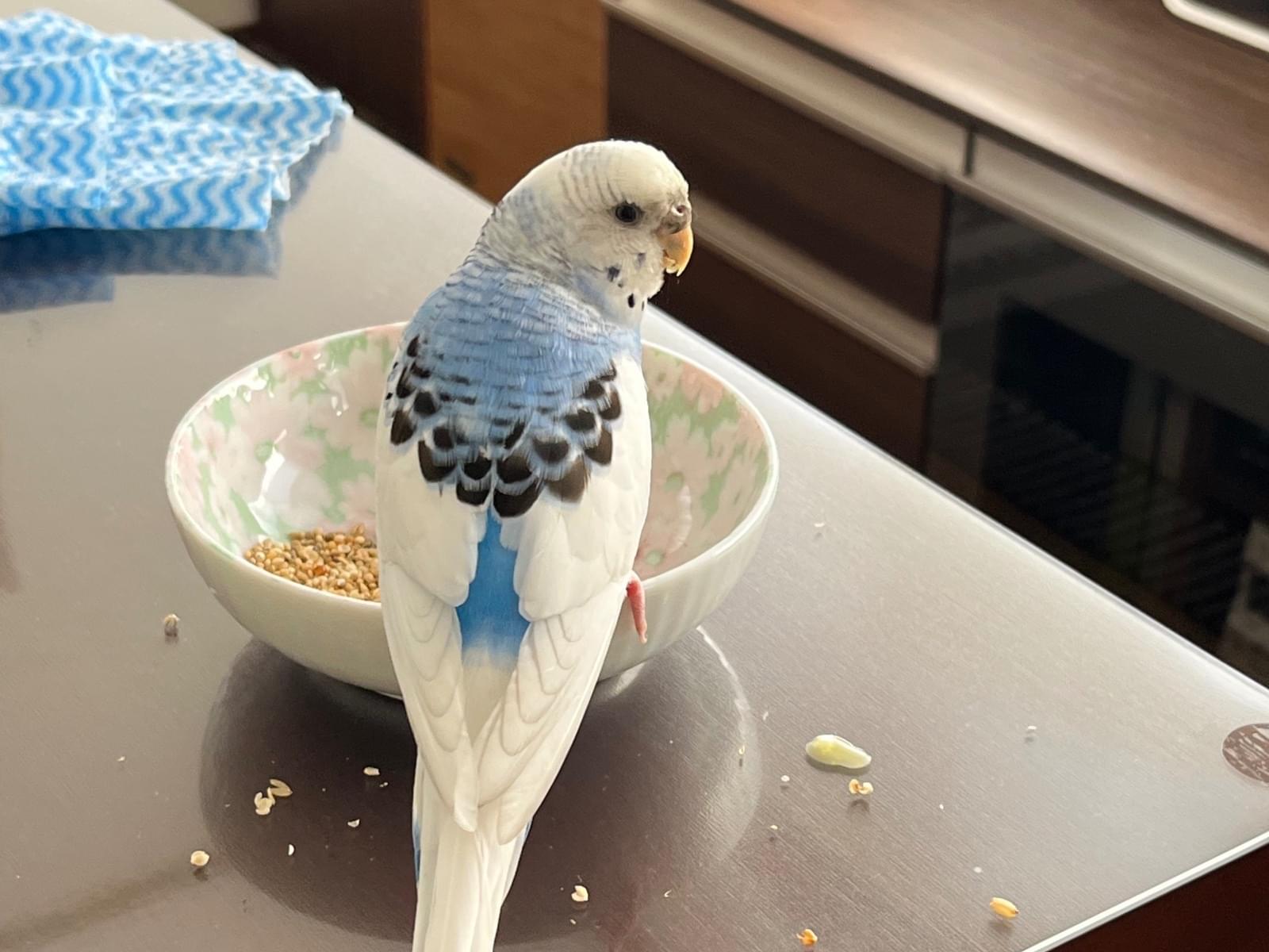 保護された鳥 保護された鳥