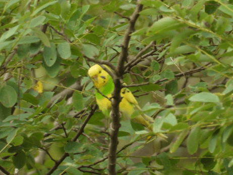 目撃された鳥 目撃された鳥