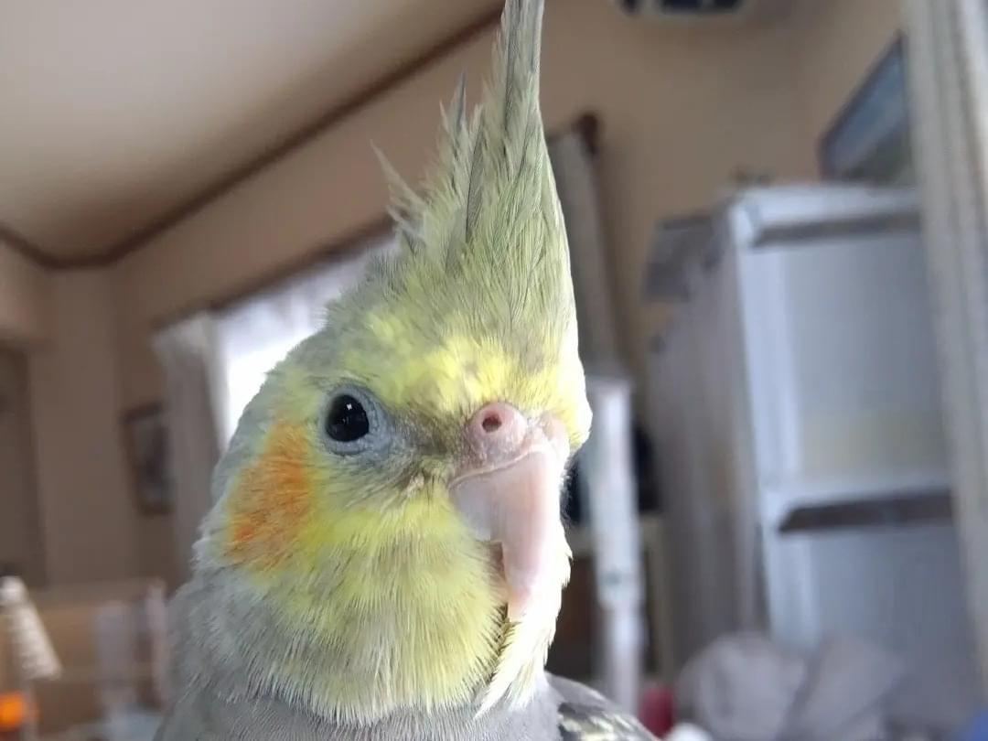 らいちゃん らいちゃん