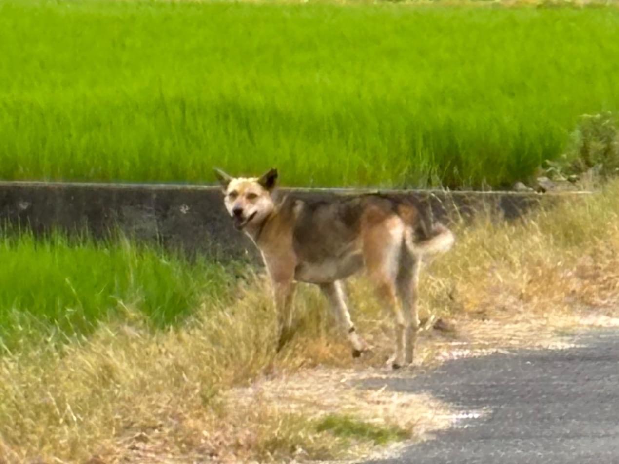 目撃された犬 目撃された犬
