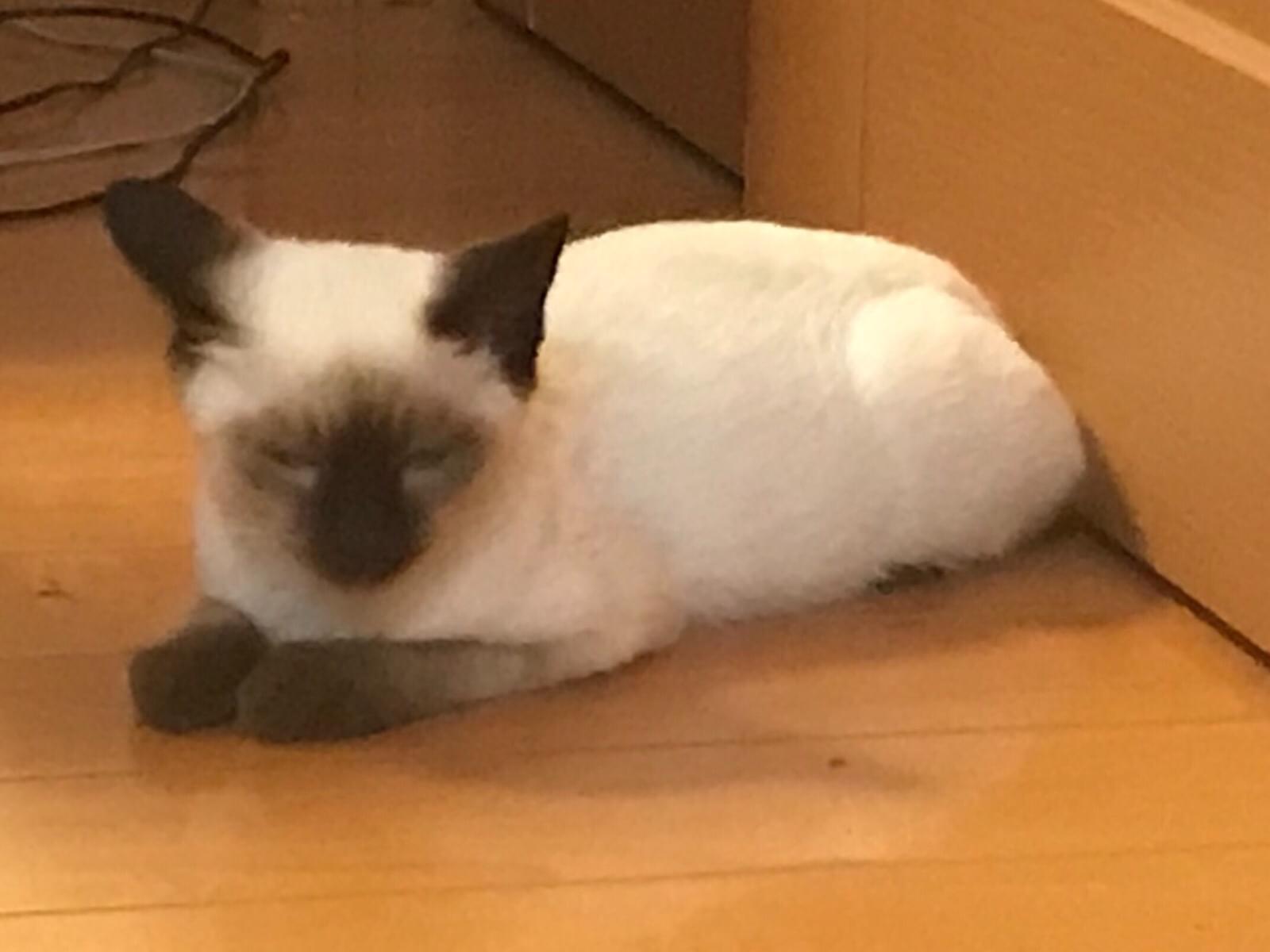 保護された猫 保護された猫