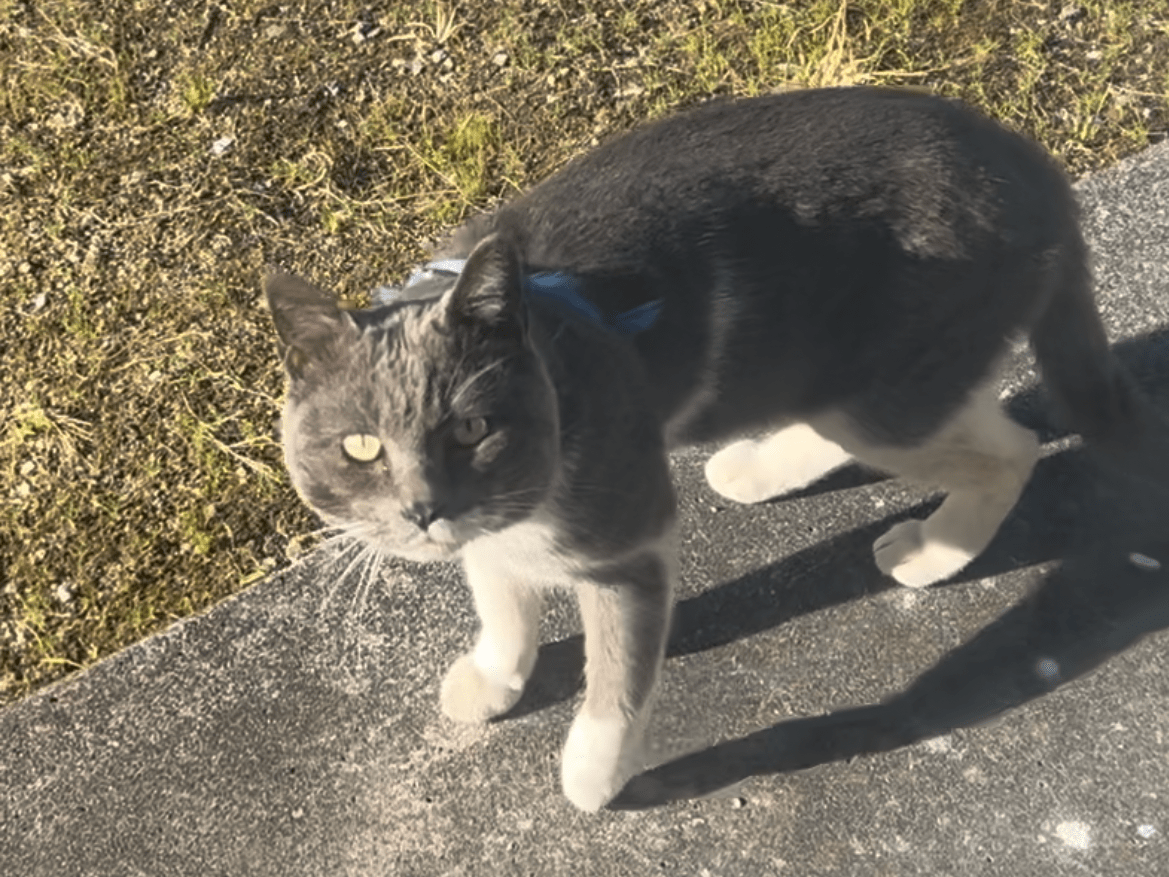 目撃された猫 目撃された猫