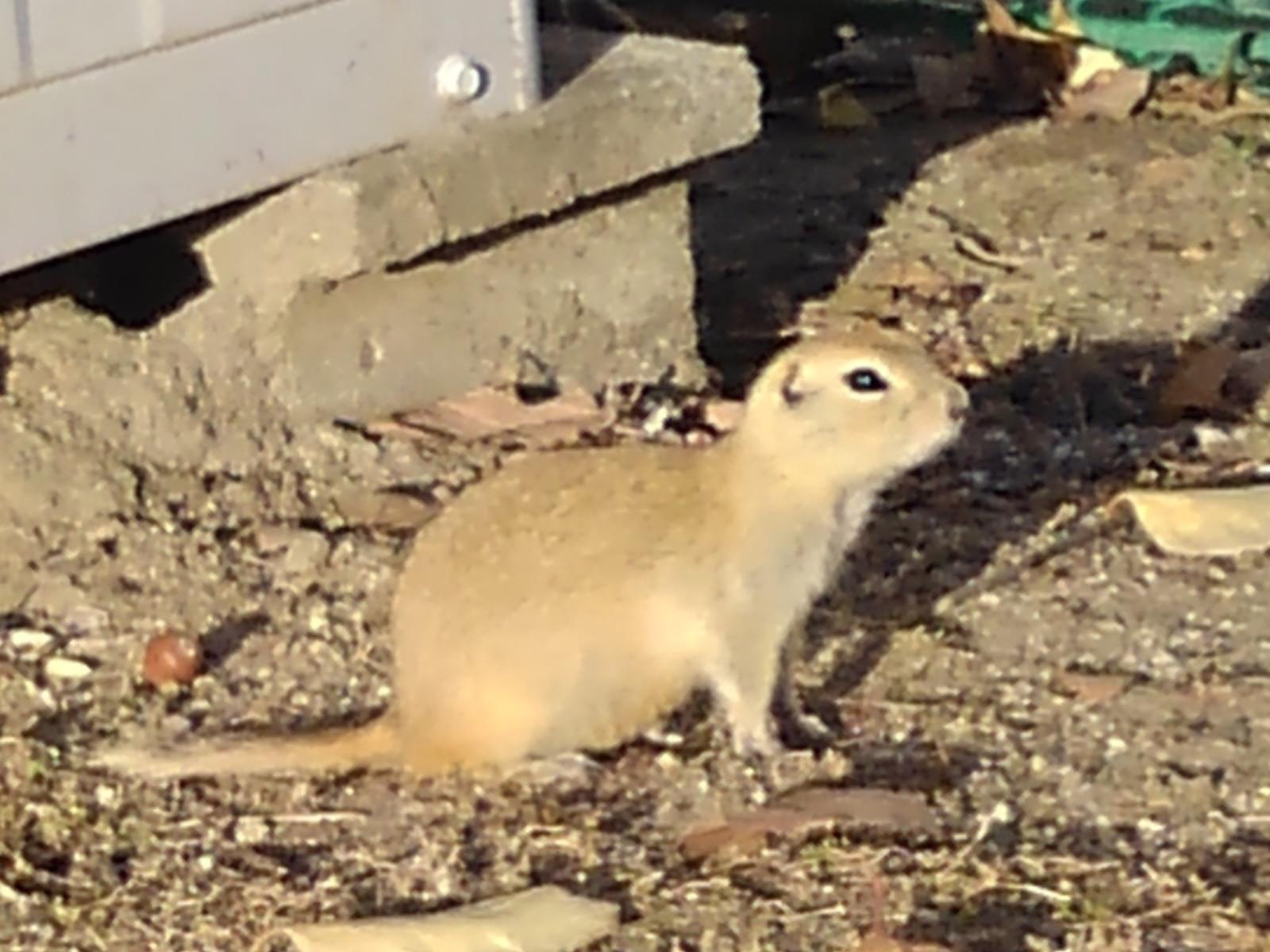 目撃されたペット 目撃されたペット