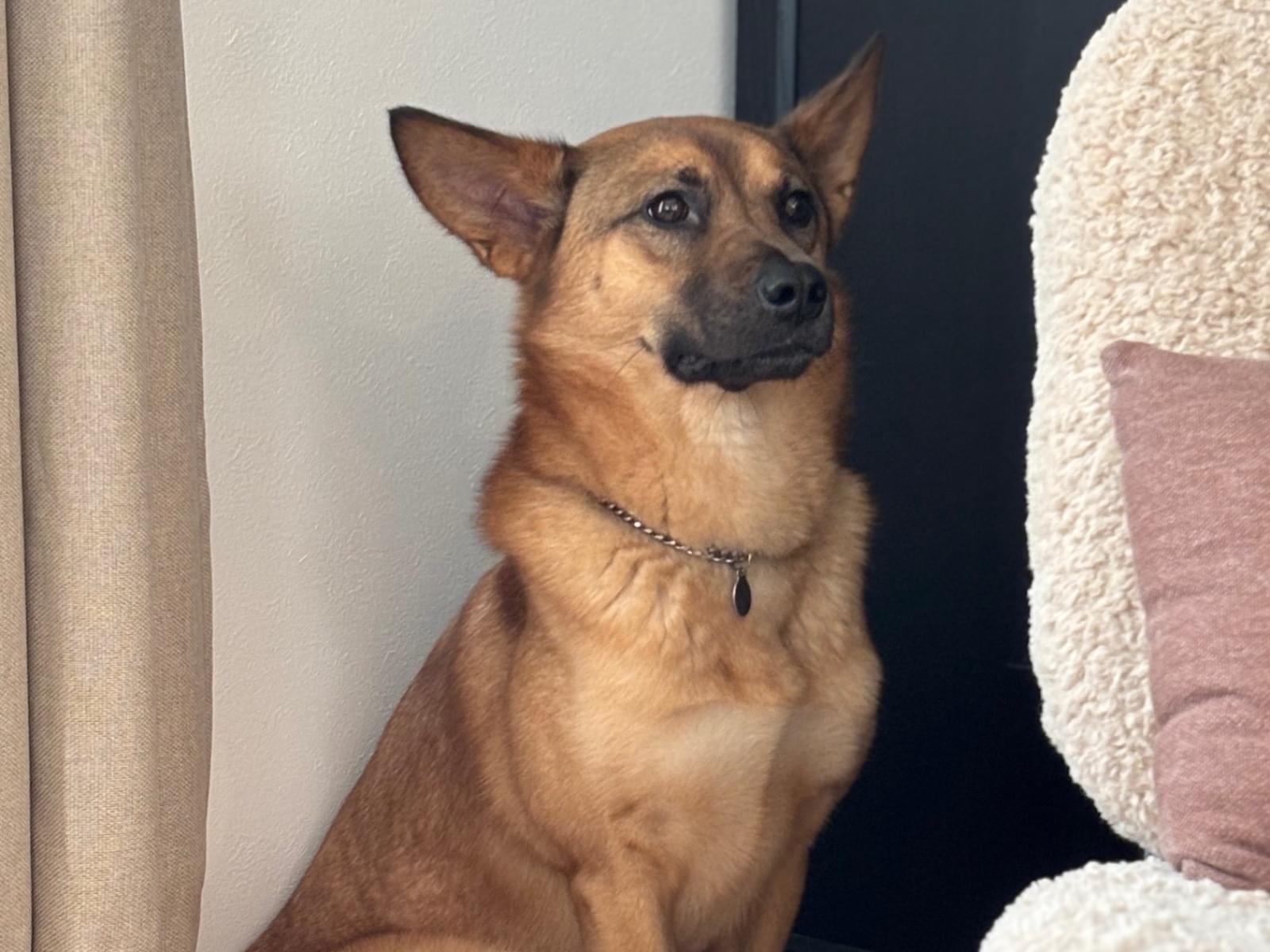 ジョニーちゃん ジョニーちゃん