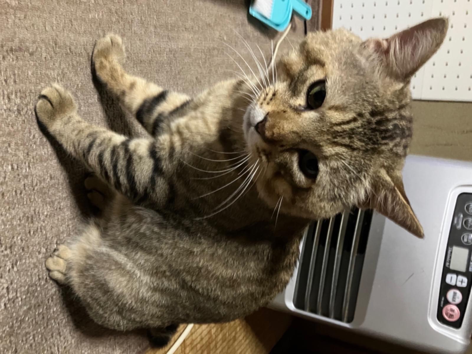 れおちゃん