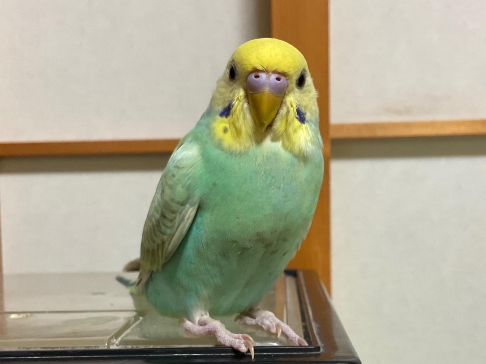 ささみちゃん ささみちゃん