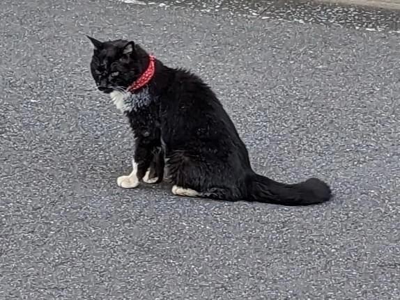 目撃された猫 目撃された猫