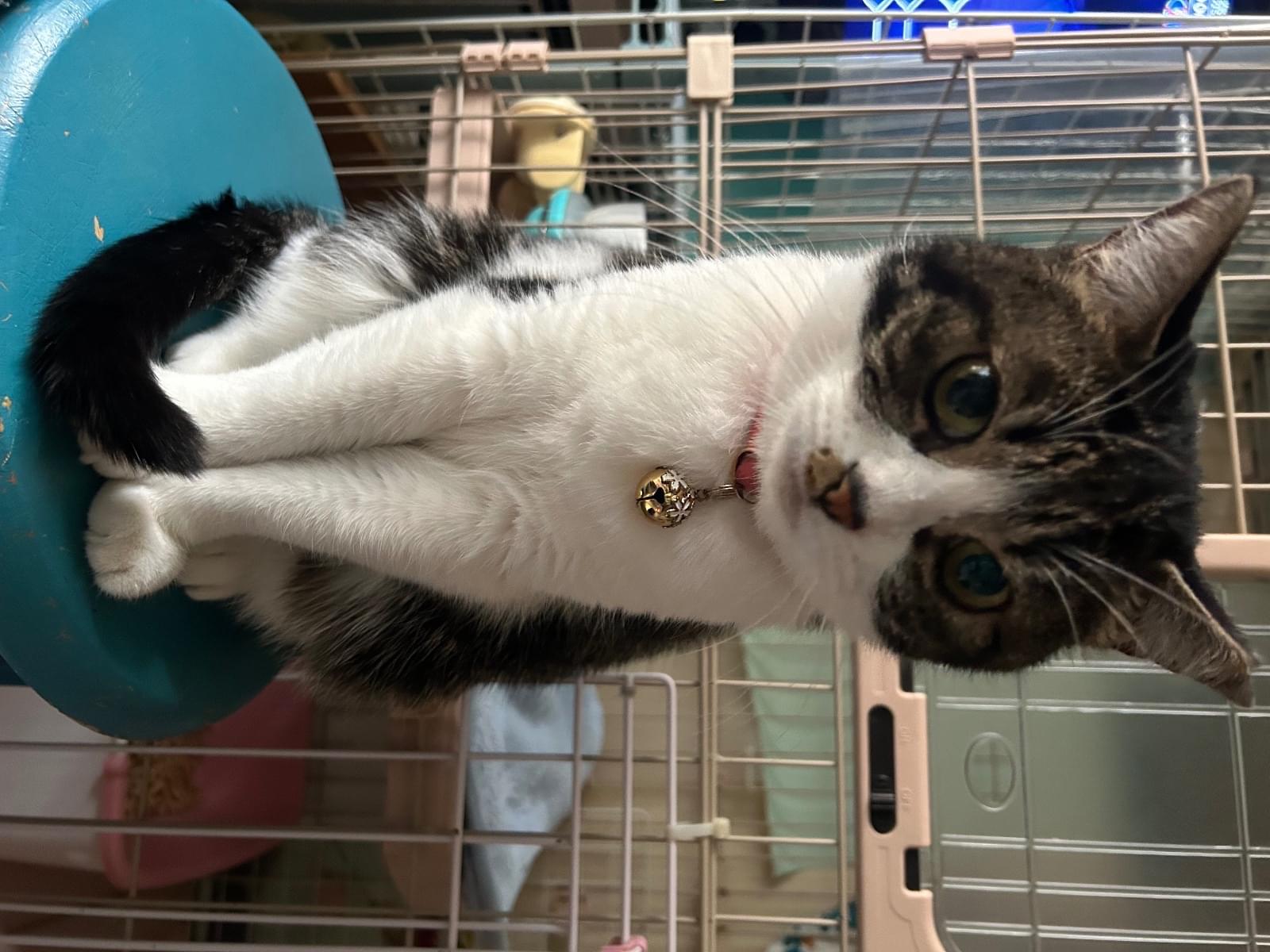 ぼたんちゃん ぼたんちゃん