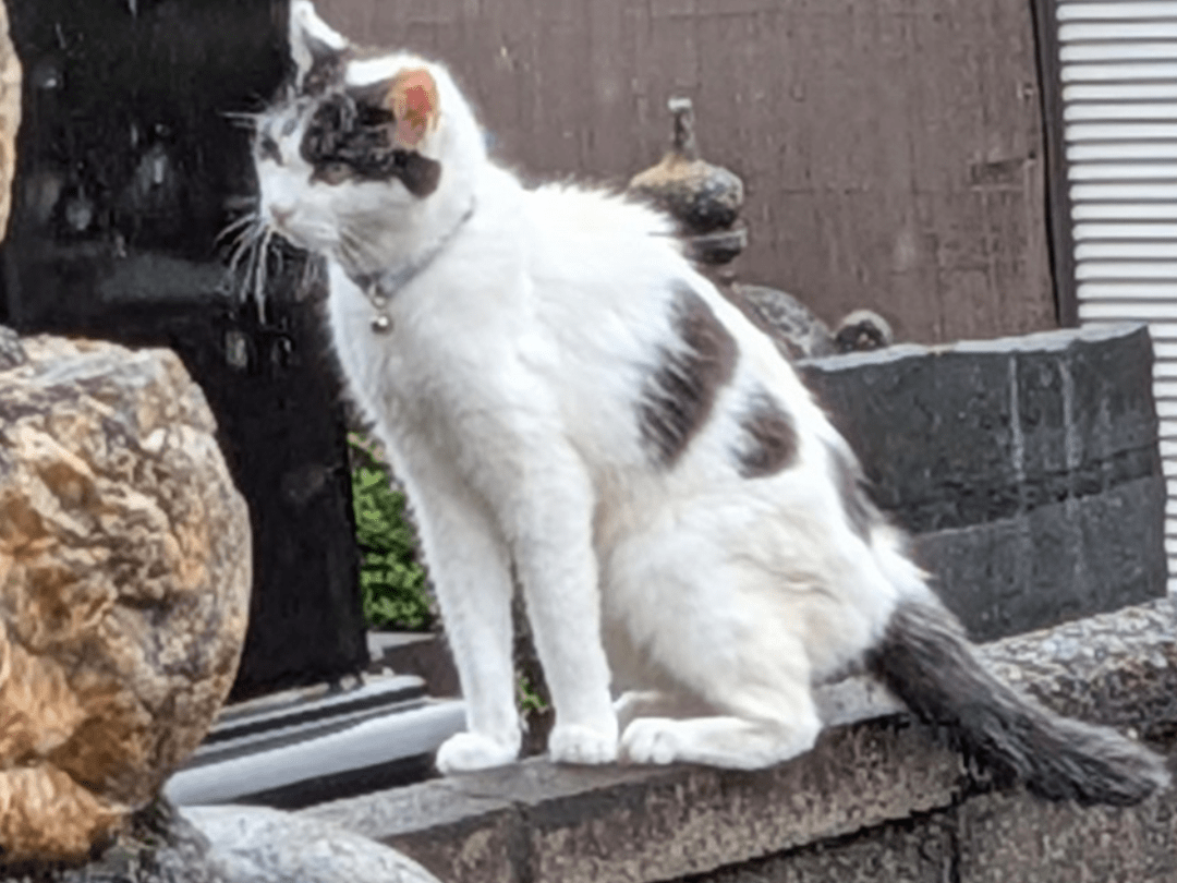 目撃された猫 目撃された猫