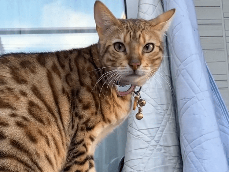 目撃された猫 目撃された猫