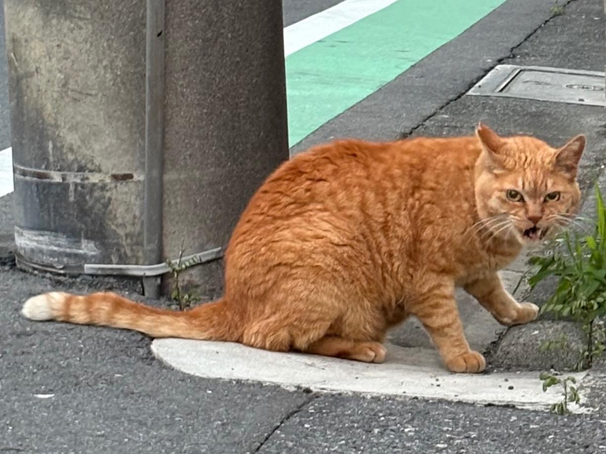 目撃された猫