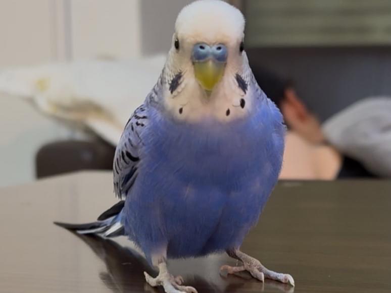 くるるちゃん くるるちゃん