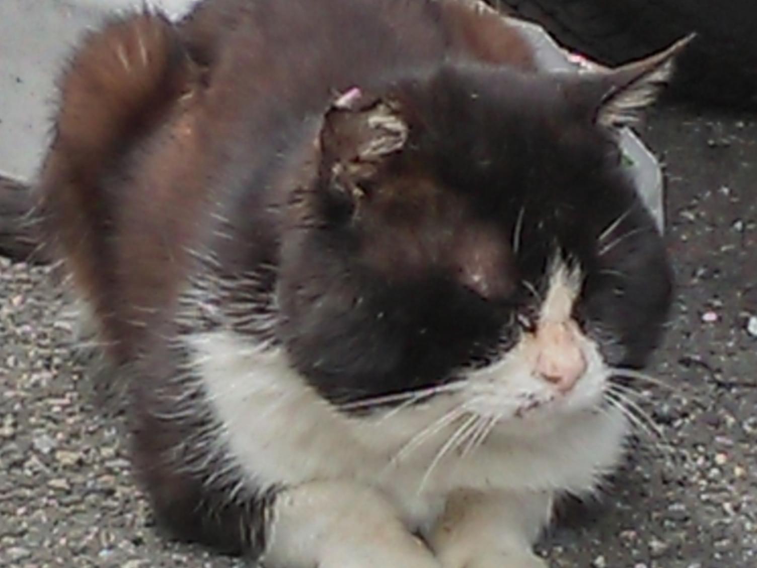 目撃された猫 目撃された猫