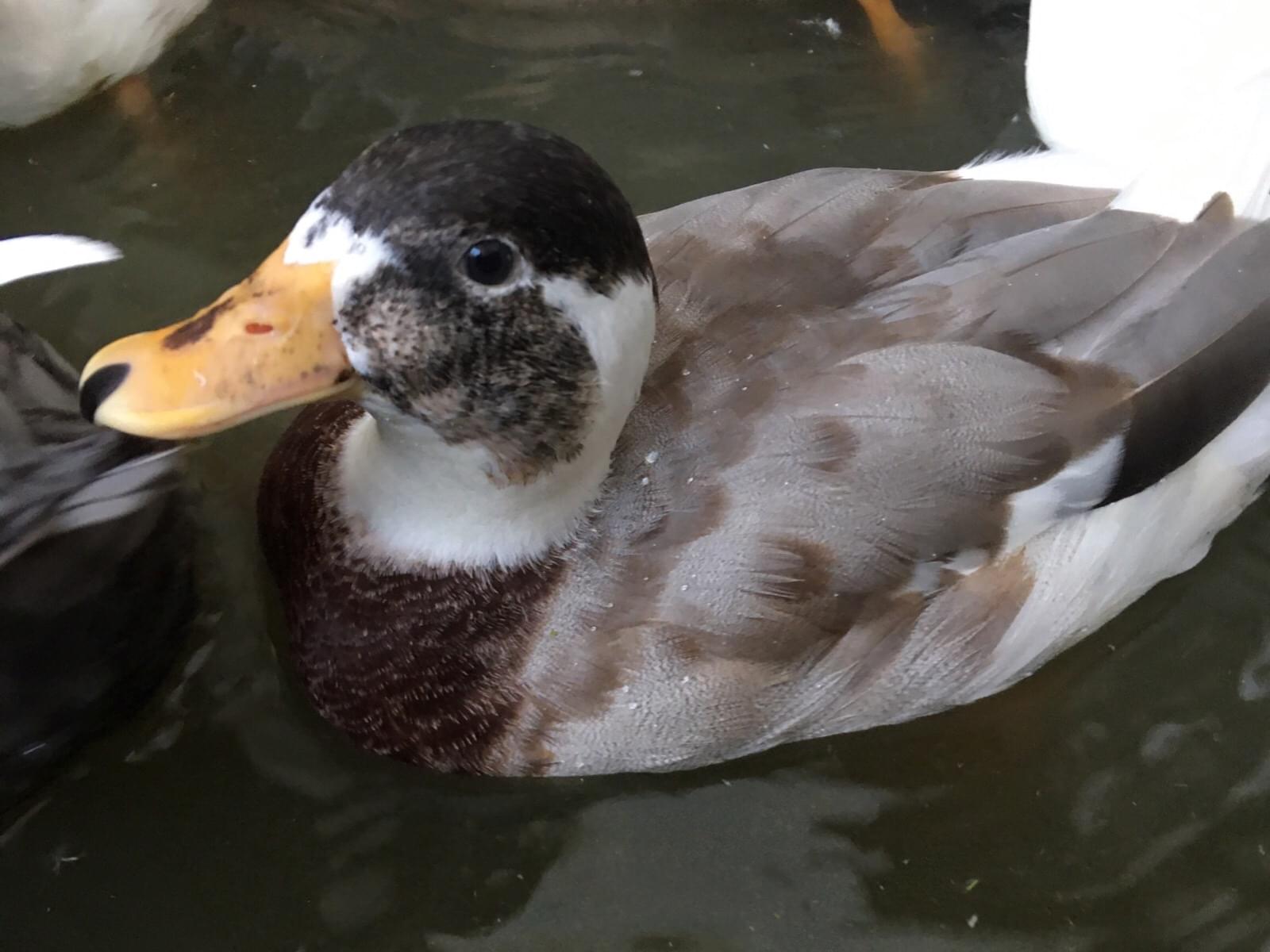 迷子になった鳥 迷子になった鳥