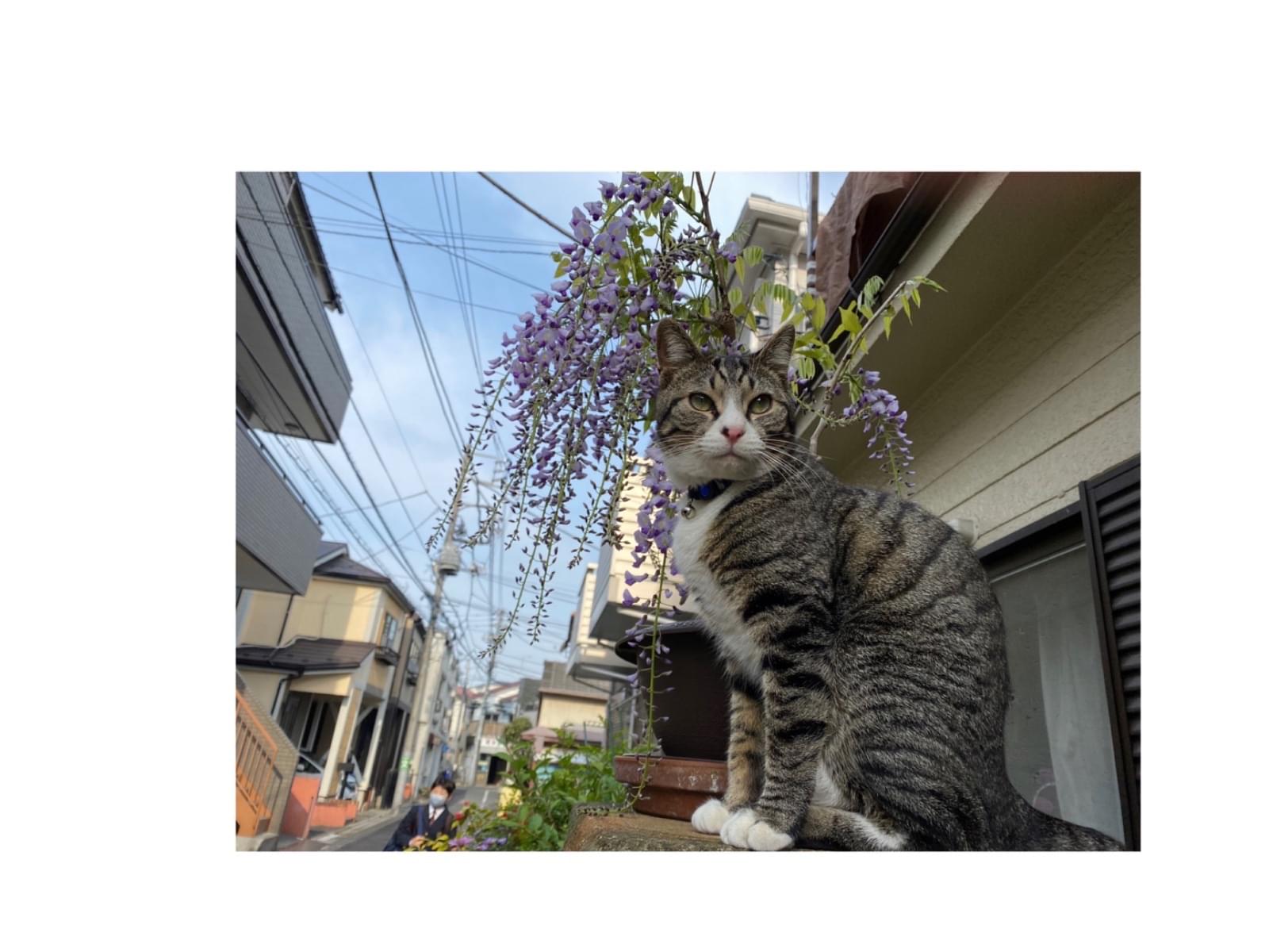キンちゃん キンちゃん