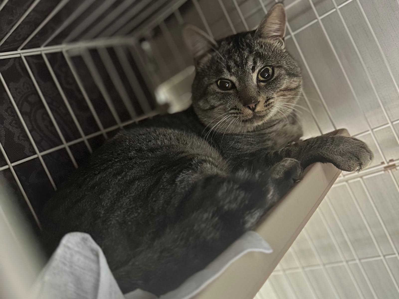 保護された猫 保護された猫