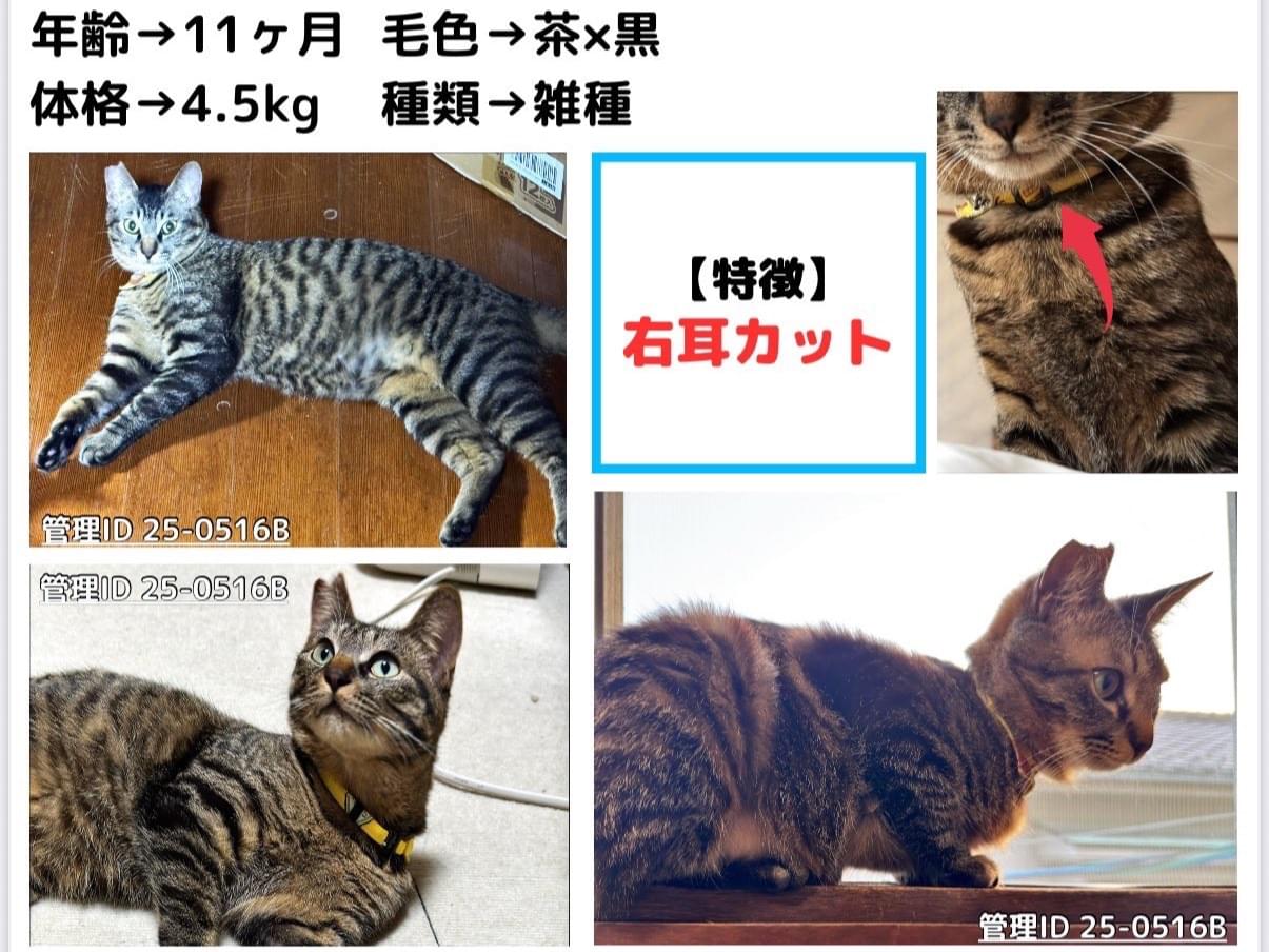 保護された猫 保護された猫