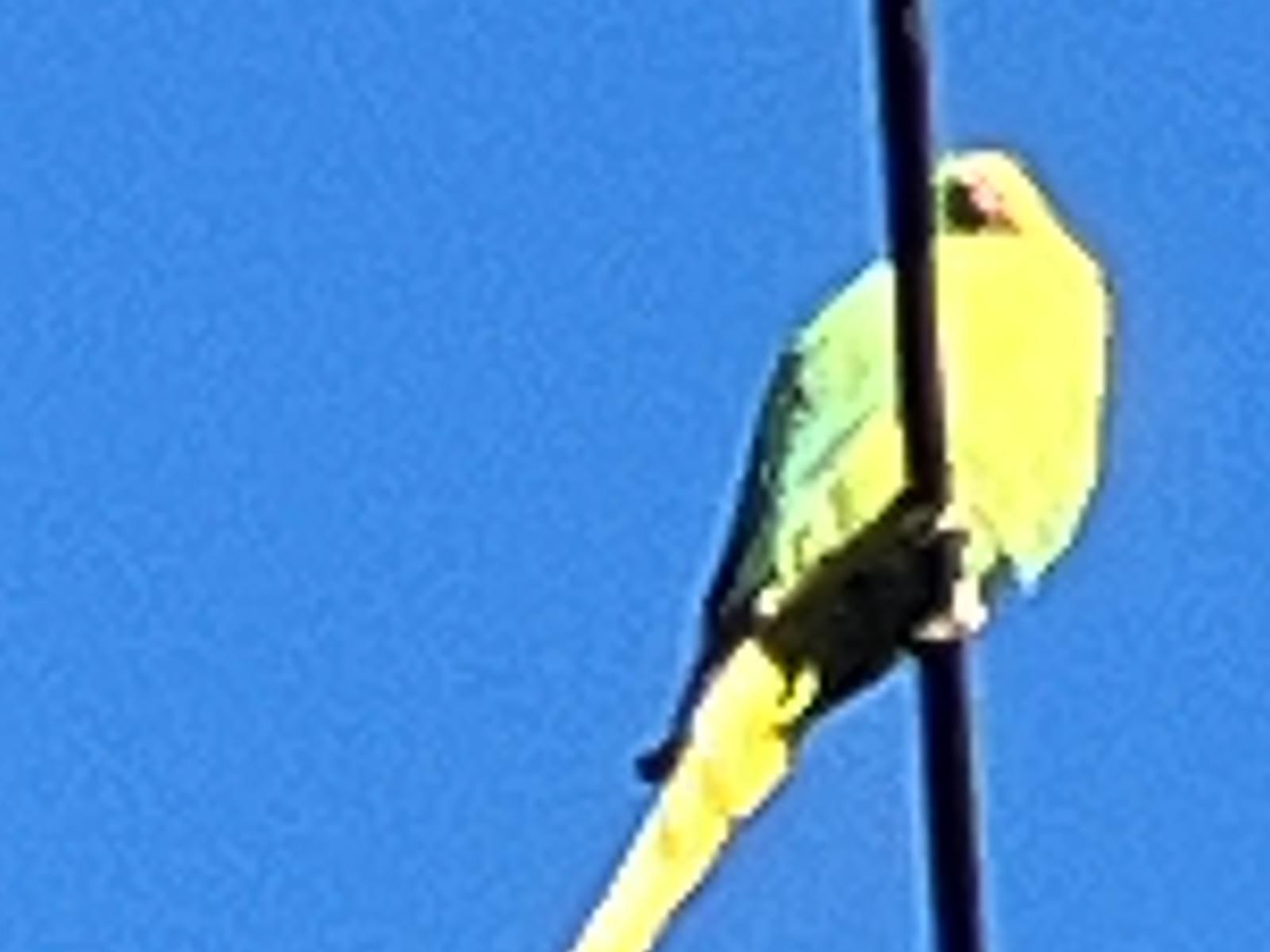 目撃された鳥 目撃された鳥