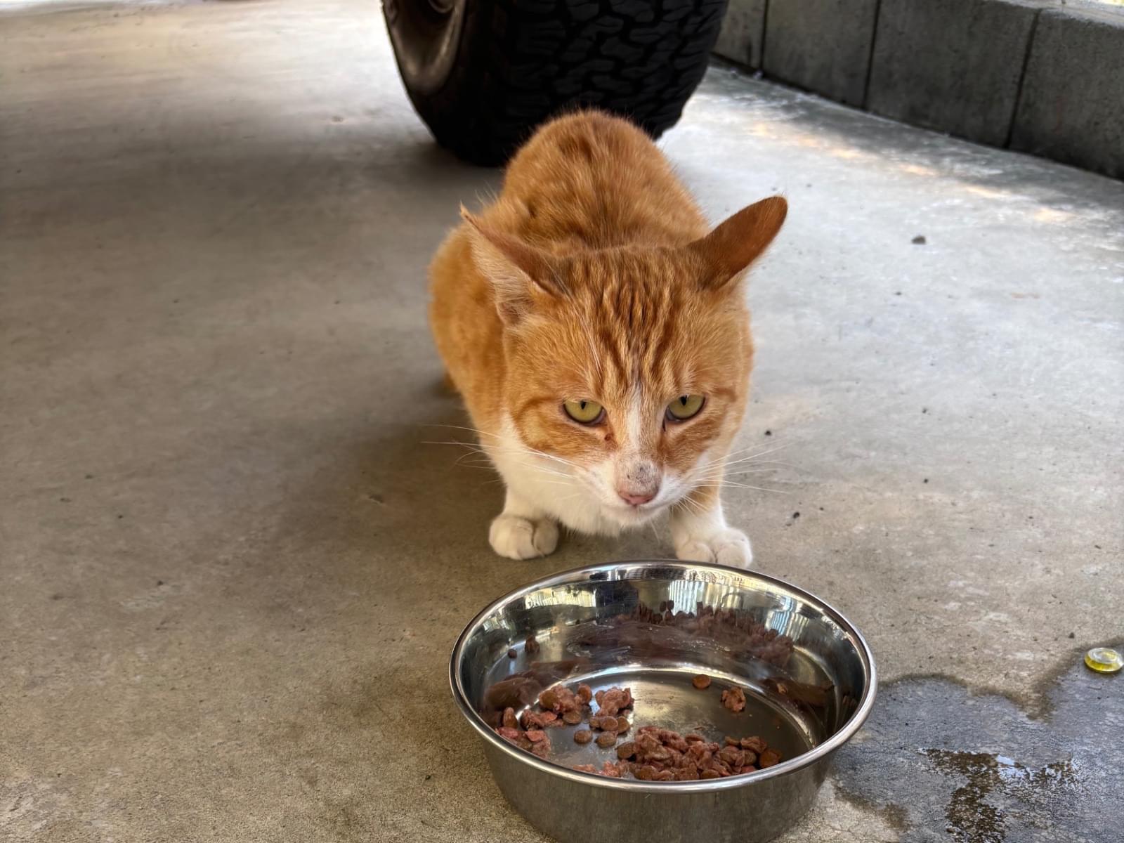 目撃された猫 目撃された猫