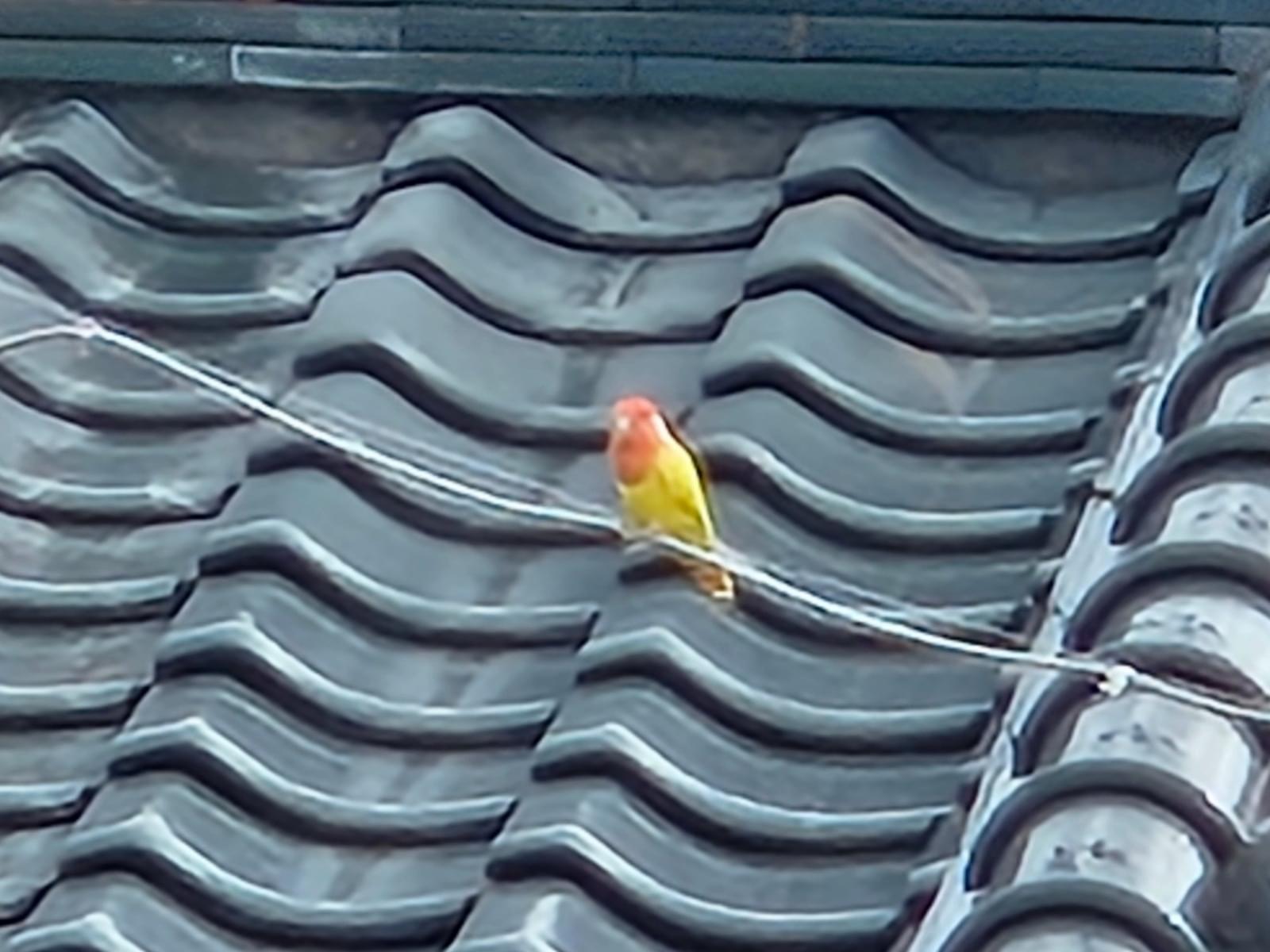 目撃された鳥 目撃された鳥