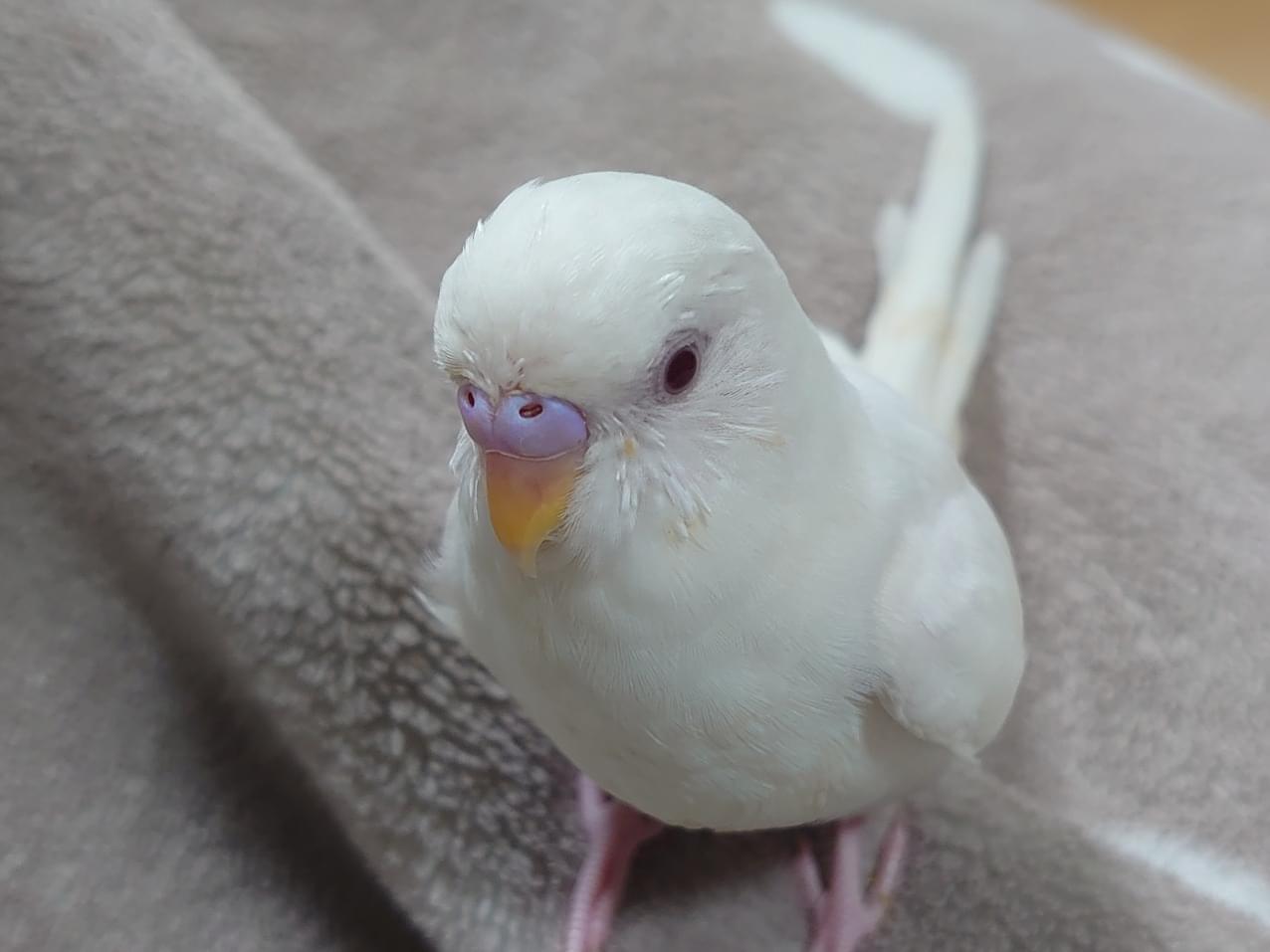 スイちゃん スイちゃん