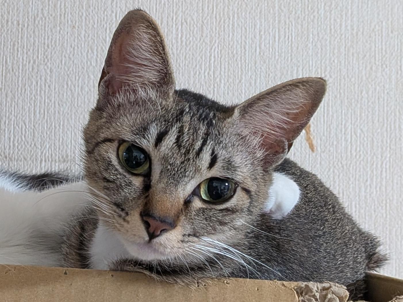 ぴのちゃん ぴのちゃん