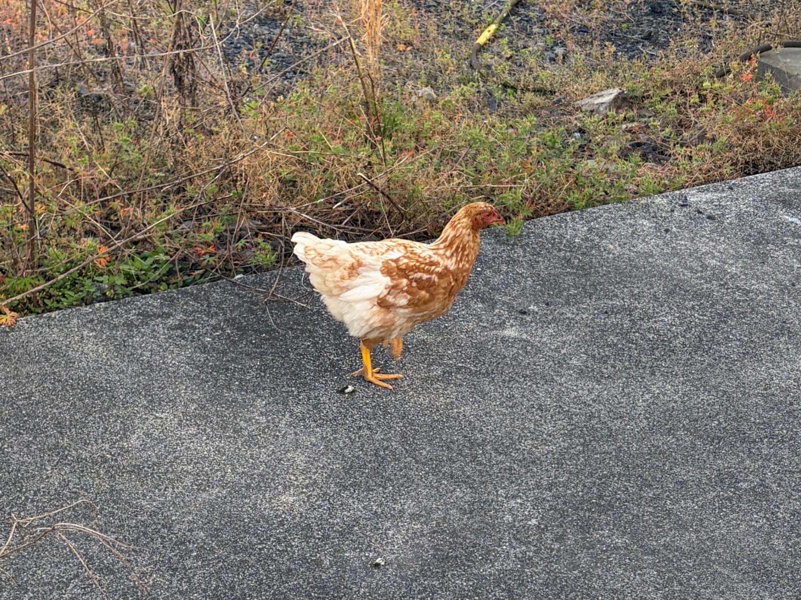 目撃された鳥