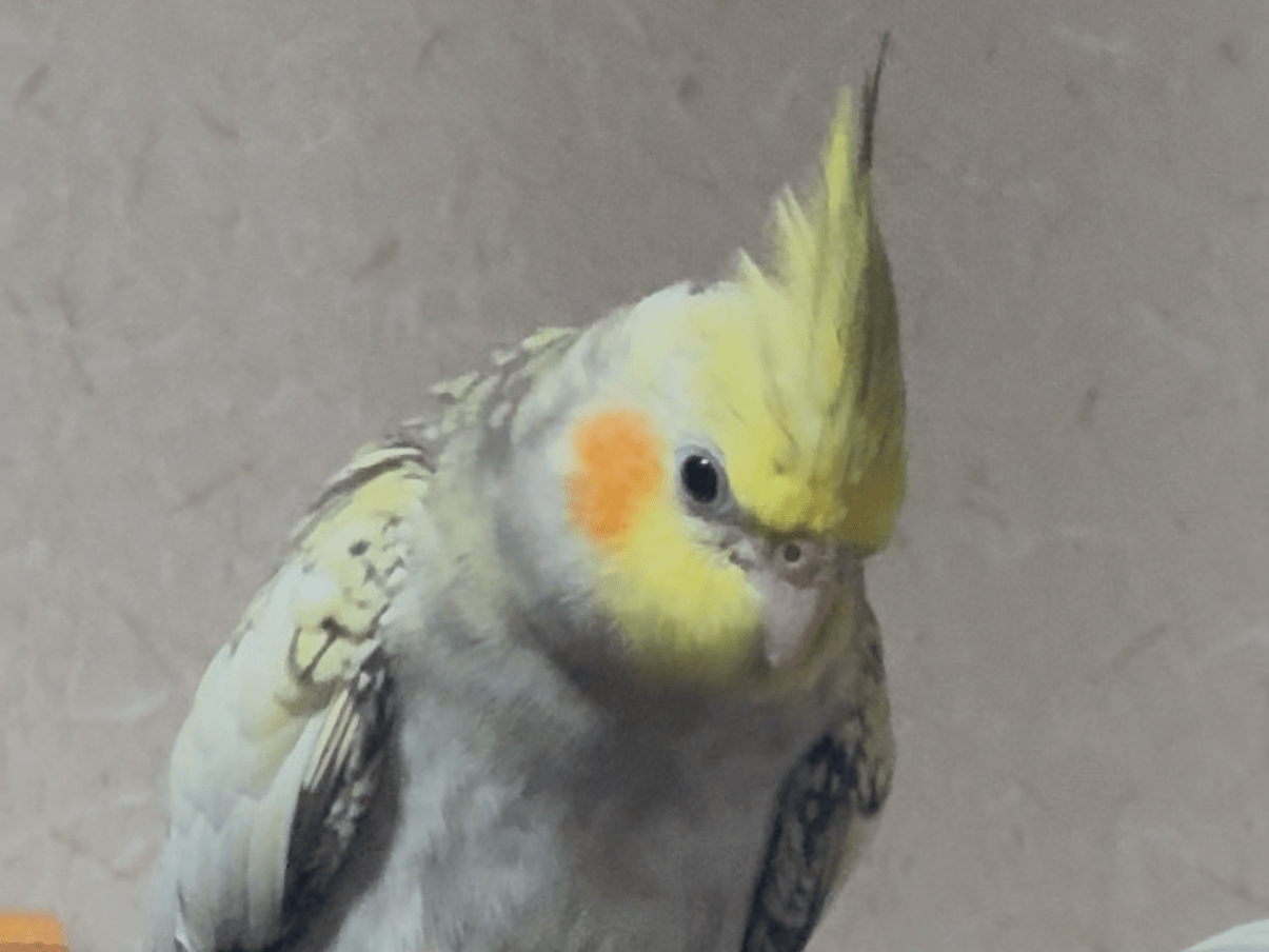 ハチちゃん