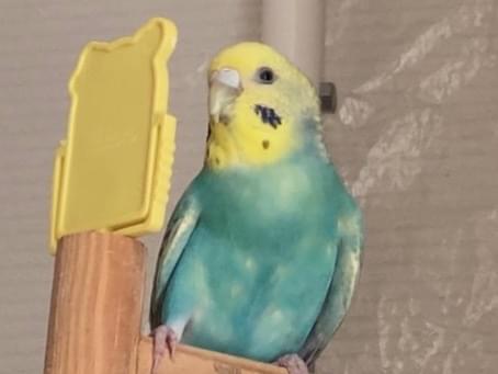 ピピちゃん ピピちゃん
