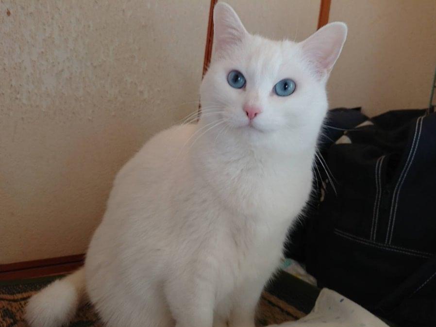 シロちゃん シロちゃん