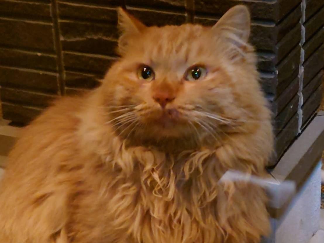 目撃された猫 目撃された猫
