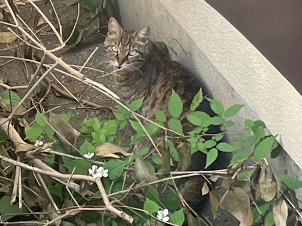 目撃された猫 目撃された猫