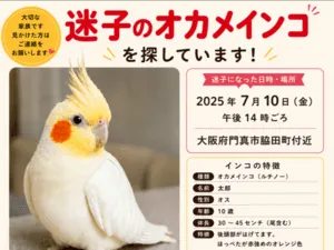 ほっぺたが真っ赤のオカメインコを探してます