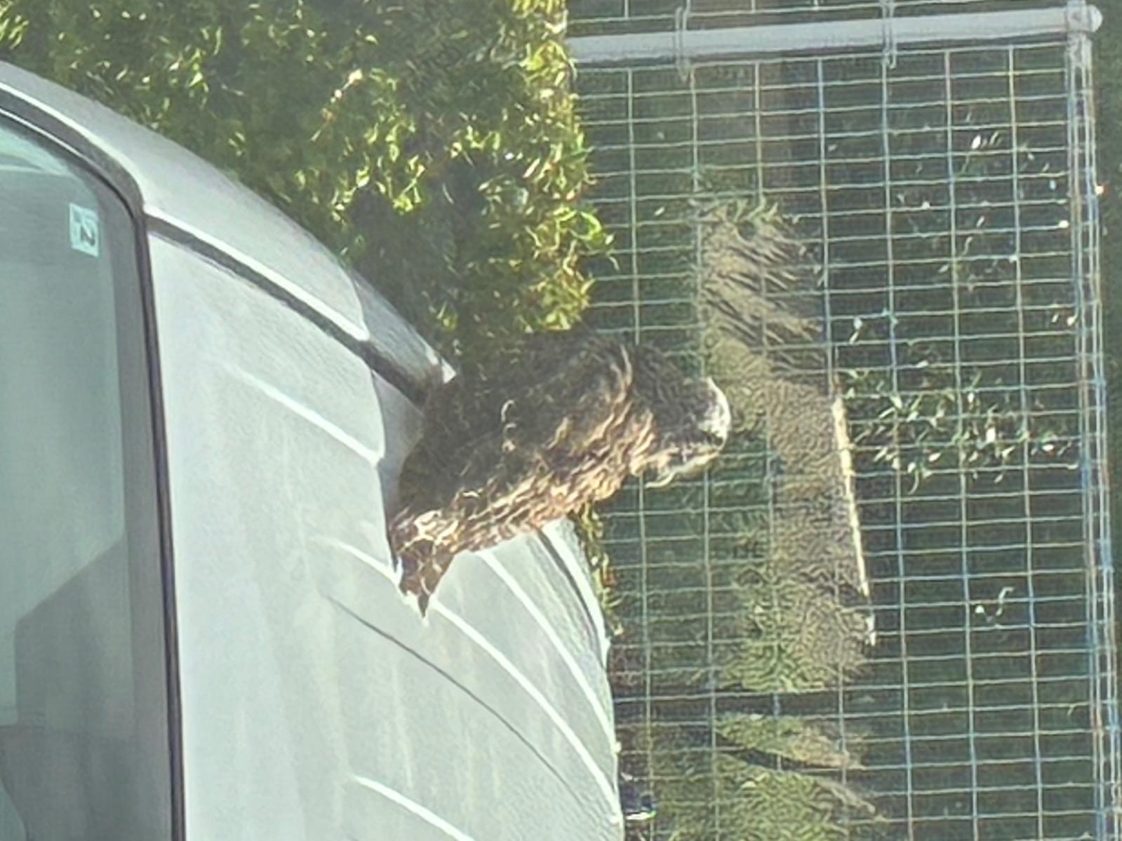 目撃された鳥 目撃された鳥