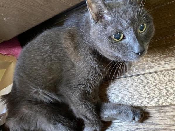 保護された猫 保護された猫