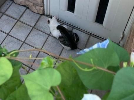 保護された猫 保護された猫