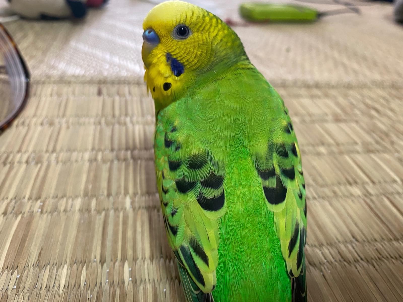 キュー太ちゃん