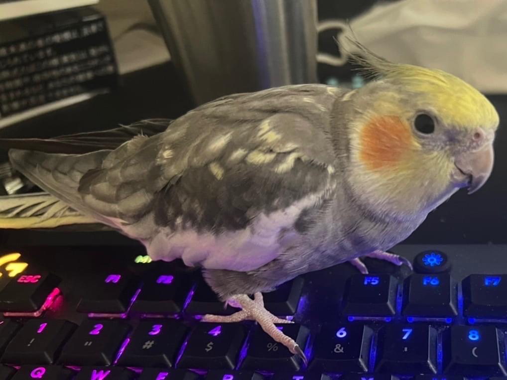 モアちゃん モアちゃん