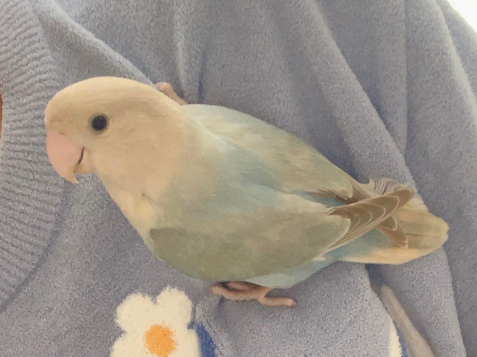 パニちゃん パニちゃん