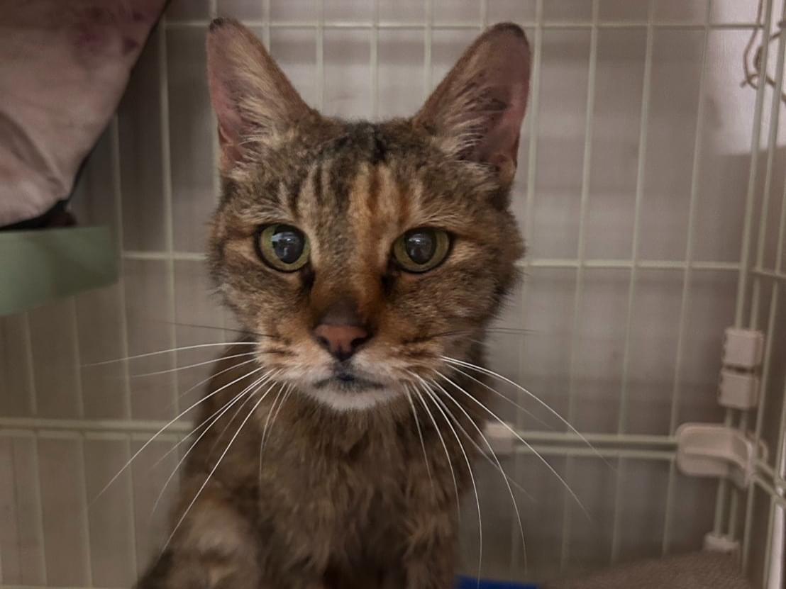 保護された猫 保護された猫