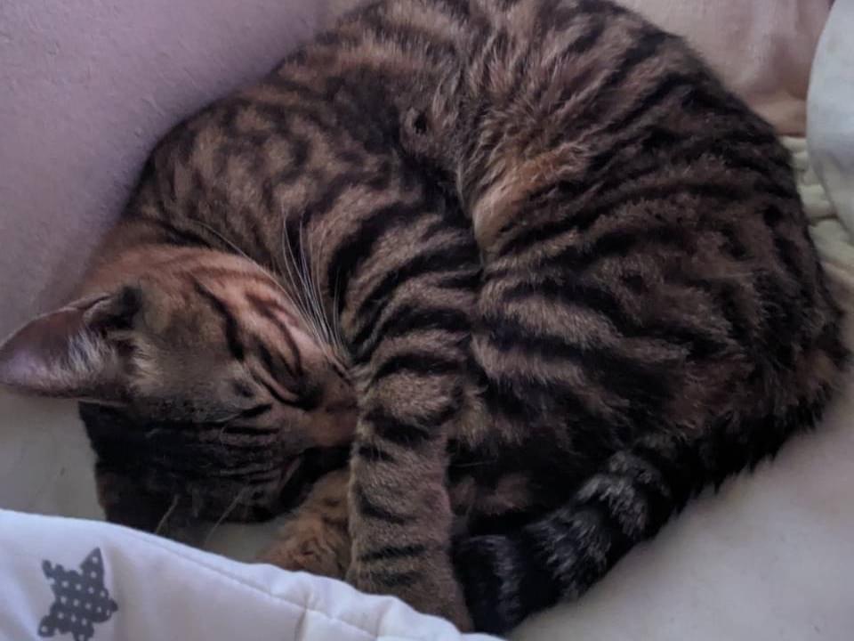 ライトちゃん ライトちゃん