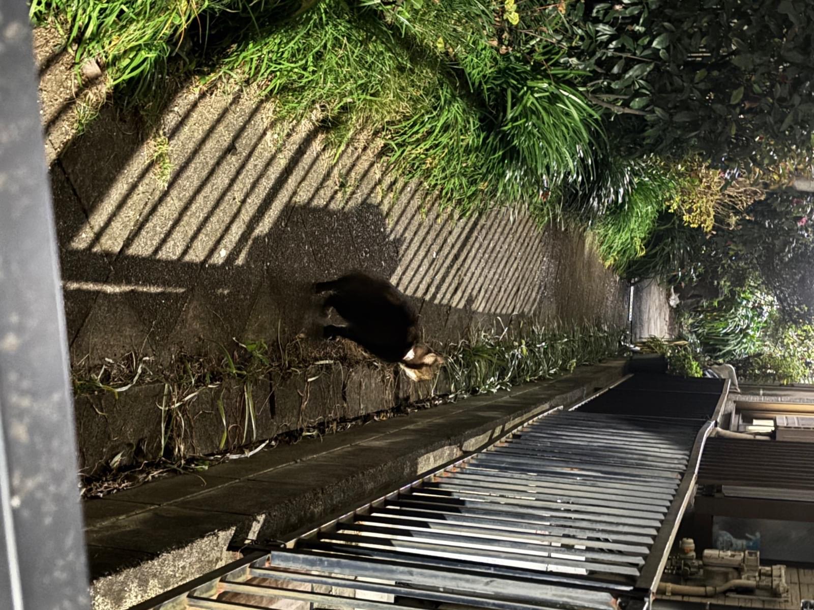 目撃された猫 目撃された猫