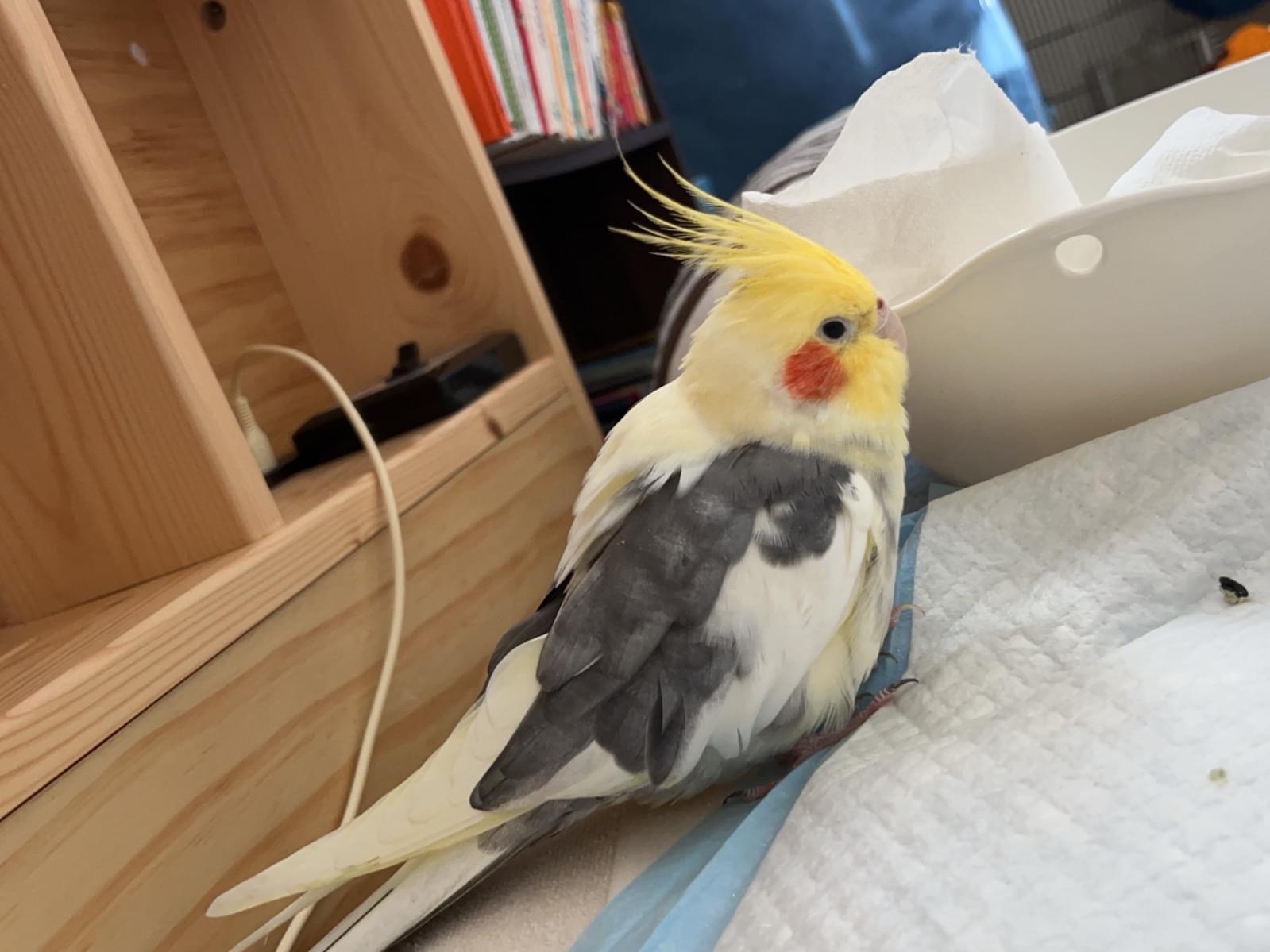 おちゃみちゃん おちゃみちゃん