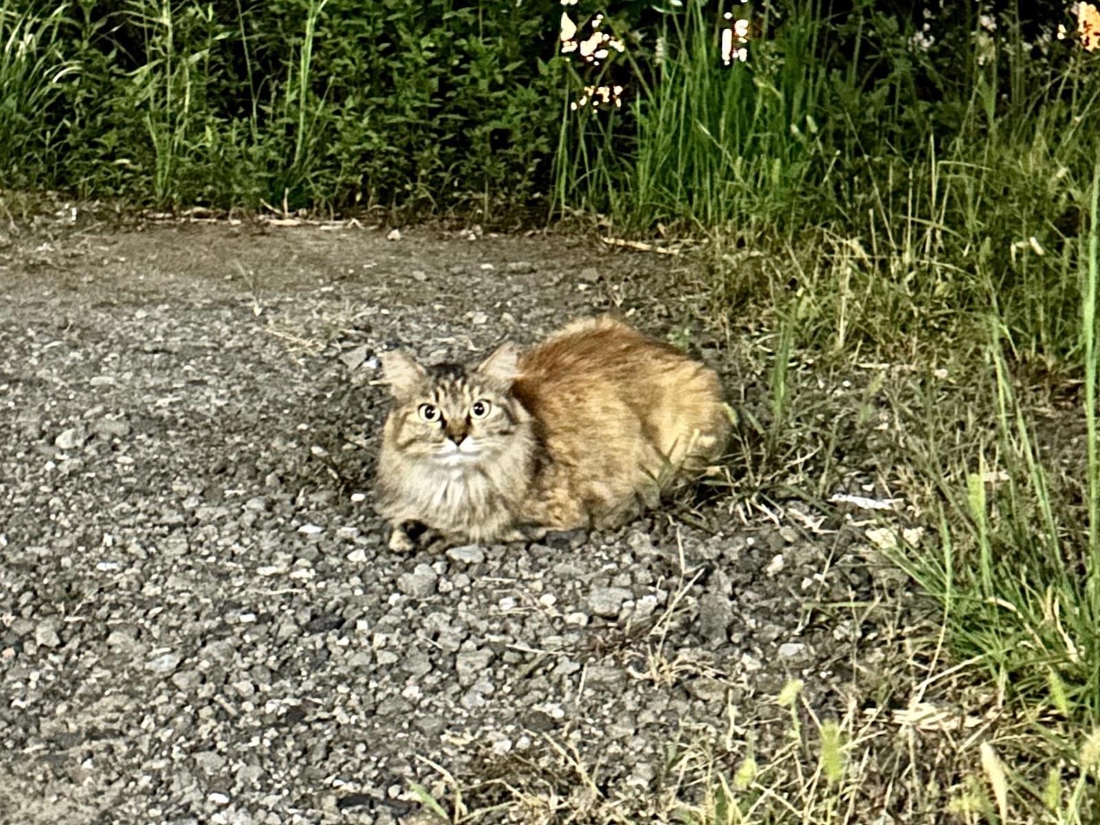 目撃された猫 目撃された猫
