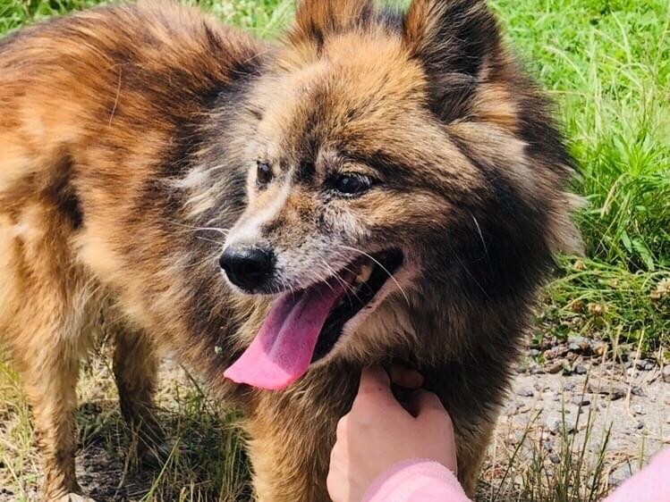 保護された犬 保護された犬