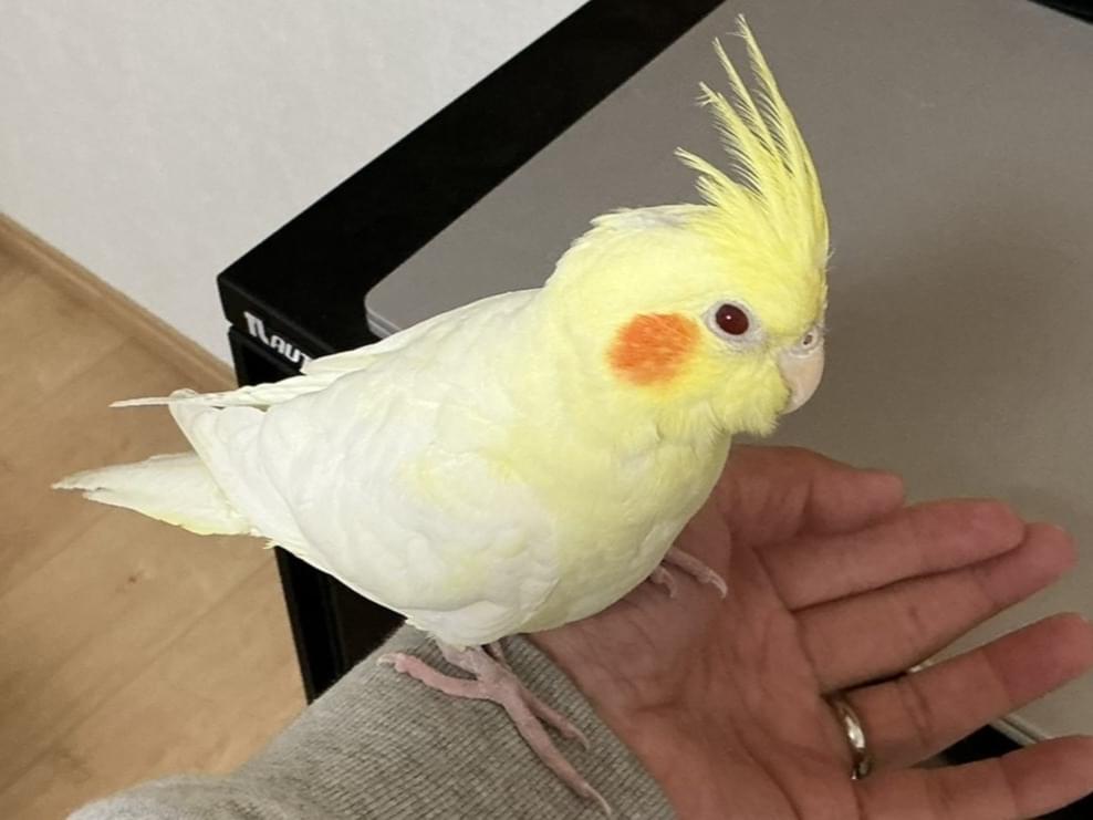 保護された鳥 保護された鳥