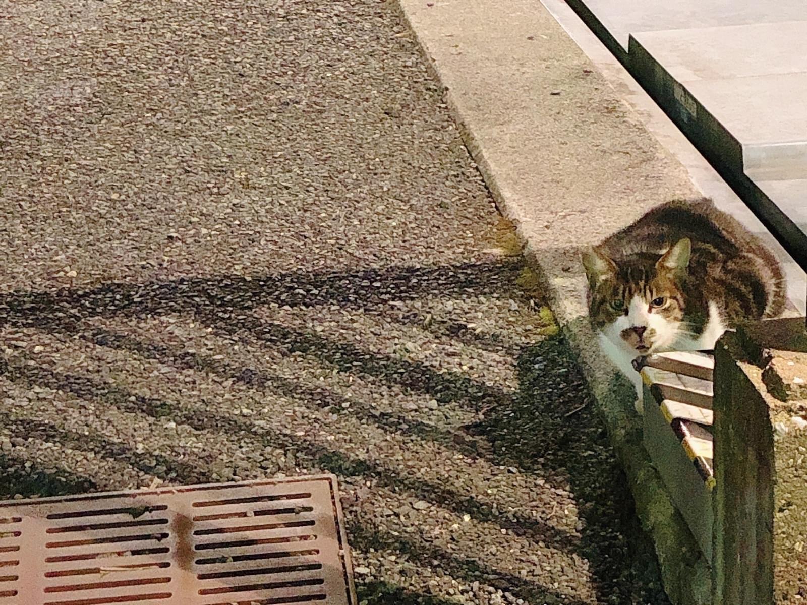 目撃された猫 目撃された猫