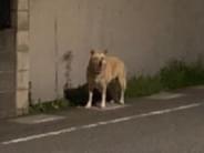 目撃された犬 目撃された犬