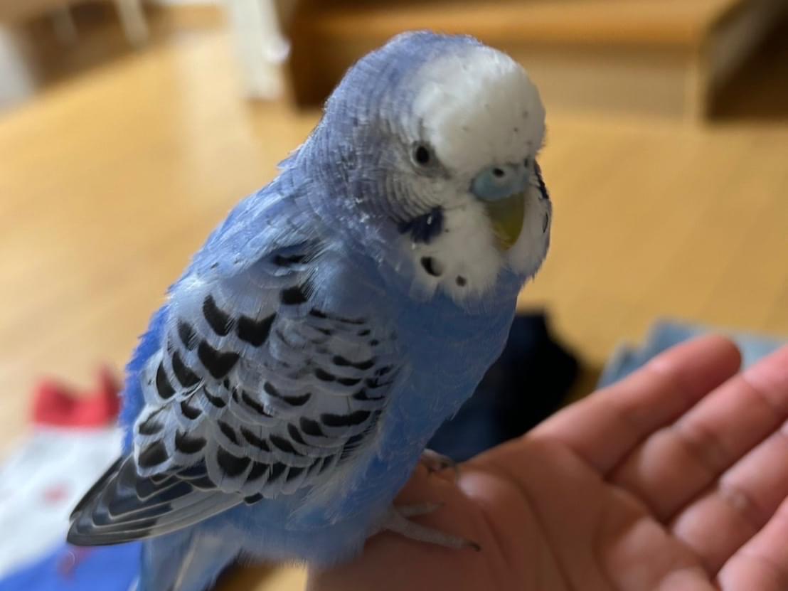 メロちゃん